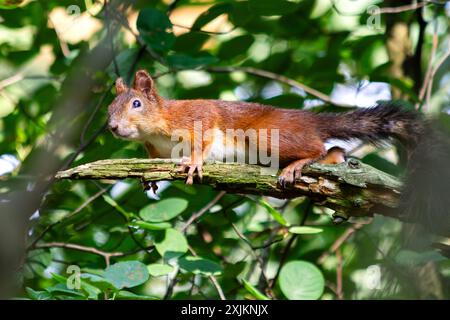 Curious Red Squirrel n the branch Foto Stock