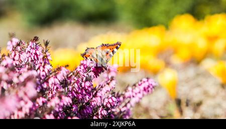 Farfalla su fiori rosa (Erica Carnea), hit invernale, all'inizio della primavera Foto Stock