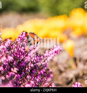 Farfalla su fiori rosa (Erica Carnea), hit invernale, all'inizio della primavera Foto Stock