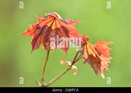 Foglie d'acero rosso all'inizio della primavera Foto Stock