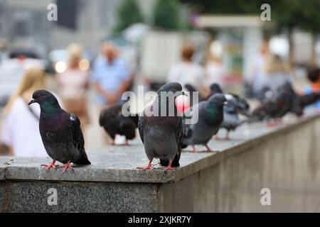 Piccioni seduti su un parapetto di pietra in una strada della città in estate Foto Stock