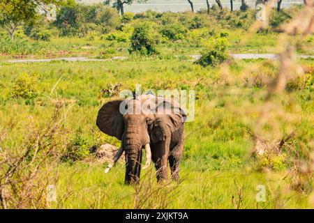 Un elefante africano - Loxodonta Africana nei paesaggi erbosi della savana tra alberi di cocco Borassus al Parco Nazionale delle Cascate Murchison in Uganda Foto Stock