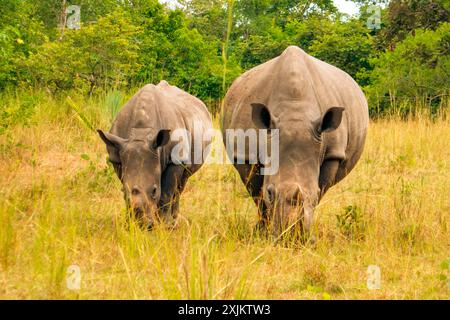 Un ritratto di madre e un vitello rinoceronti bianchi del sud che pascolano in natura al Ziwa Rhino Sanctuary in Uganda Foto Stock