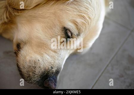 Murcia, Spagna - 13 giugno 2024 - Un primo piano di un Golden Retriever che dorme su un pavimento piastrellato Foto Stock