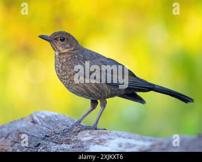 Blackbird (Turdus merula), uno, individuale, biotopo, habitat, Perch, giardino, Neuhofen, Renania-Palatinato, Repubblica federale di Germania Foto Stock