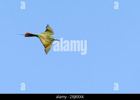 Mangiatore di api dalle guance blu (Merops persicus), mangiatore di api dalle guance blu, GuIpier de perse, Abejaruco persa, mangiatore di api Foto Stock