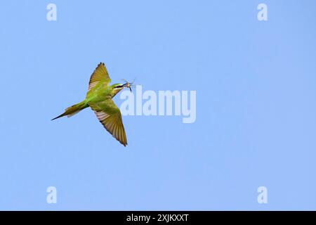 Mangiatore di api dalle guance blu (Merops persicus), mangiatore di api dalle guance blu, GuIpier de perse, Abejaruco persa, mangiatore di api Foto Stock