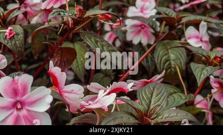 Il fiore rosa, Impatiens walleriana, noto anche come Lizzie affollata, è un famoso fiore annuale Foto Stock