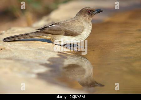 Bulbul comune (Pycnonotus barbatus), Bulbul del giardino, Bulbul des jardins, Bulbul naranjero, campo di Tendaba / Tendaba foto nascosta, Kwinella, riva sud Foto Stock