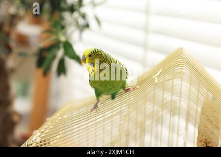 Pappagallo per animali domestici. Bel budgerigar seduto in gabbia al chiuso Foto Stock