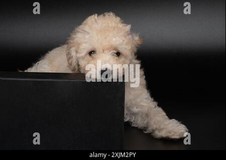 Cucciolo di spaghetti adagiato su scatola nera isolata sullo sfondo dello studio Foto Stock