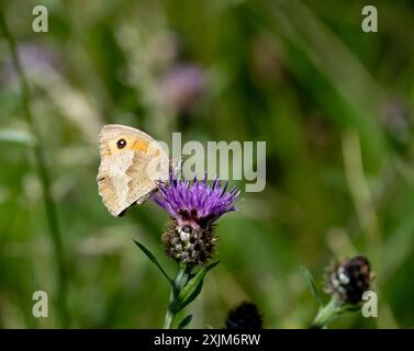 Farfalla guardiana (Pyronia tithonia) su un fiore di Knapweed, Warwickshire, Regno Unito Foto Stock