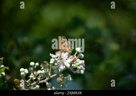 Farfalla Gatekeeper (Pyronia tithonus) a Bramble, Warwickshire, Regno Unito Foto Stock