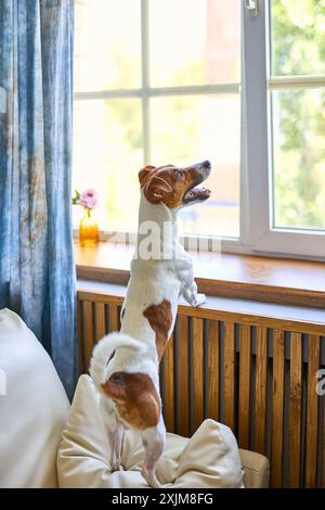 Il simpatico cane Jack russel terrier si erge su due zampe e guarda lontano dalla finestra cercando o aspettando il suo proprietario. Animali domestici animali domestici al coperto, f Foto Stock