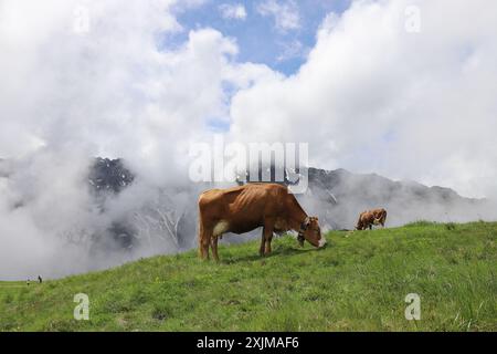 Su un alto prato alpino nelle Alpi Zillertal, una mucca pascolò davanti a nuvole crescenti, copia spazio Foto Stock