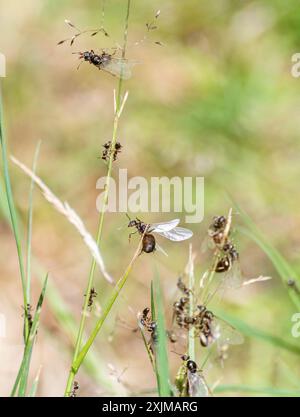 Formiche volanti nel luglio 2024 in una calda giornata estiva, formiche volanti in un giardino, Inghilterra, Regno Unito Foto Stock