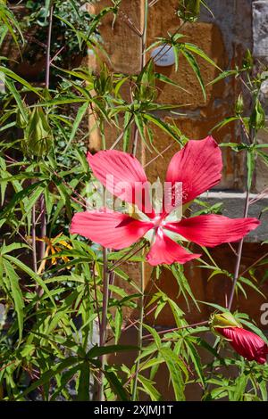 scarlet rosemallow (Hibiscus coccineus), Malvaceae. Erbe acquatiche perenni, piante ornamentali, rosso fuoco. Foto Stock