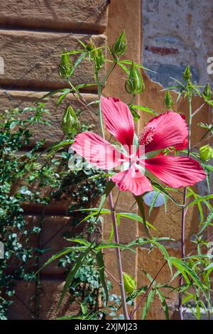 scarlet rosemallow (Hibiscus coccineus), Malvaceae. Erbe acquatiche perenni, piante ornamentali, rosso fuoco. Foto Stock