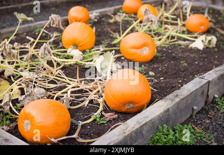 Zucche che crescono in un letto rialzato in un orto in autunno, Regno Unito Foto Stock