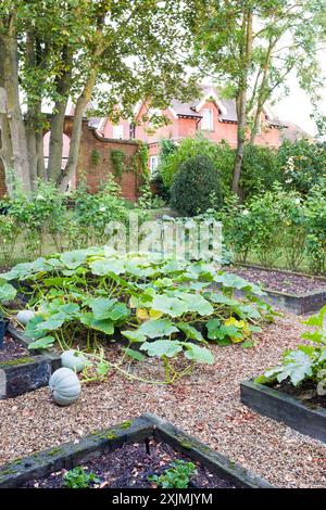 Squash invernale Principe ereditario che cresce in un orto in autunno, Regno Unito. Grande casa di campagna inglese sullo sfondo Foto Stock