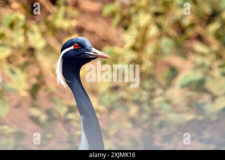 Primo piano della gru demoiselle Foto Stock