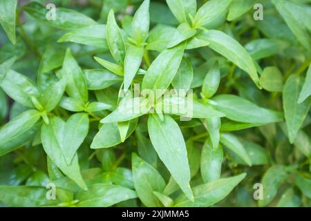 Primo piano Andrographis paniculata pianta lascia Ayurveda erboristeria Foto Stock