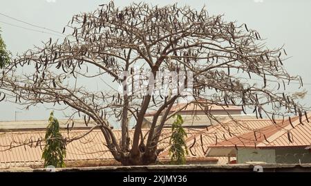 Albero di fiamma con cialde di semi, Kaduna, Stato di Kaduna, Nigeria, Africa Foto Stock