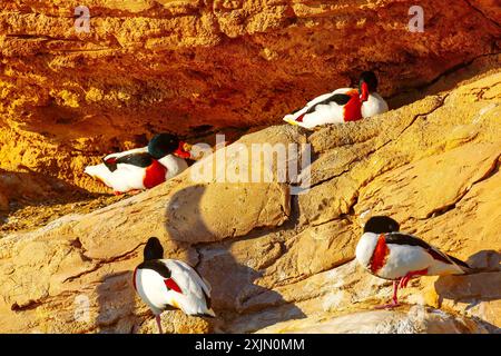 Stormo di anatra comune in piedi sulla roccia. Quattro uccelli sono seduti su una roccia Foto Stock