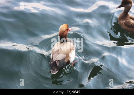 Un'immagine deliziosa che cattura il fascino delle anatre mentre galleggiano e interagiscono sulle tranquille acque del lago di Zurigo. Ideale per la natura, la fauna selvatica e i viaggi Foto Stock