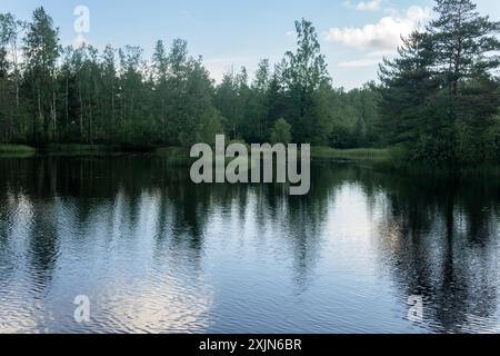 bel lago estivo tranquillo nella foresta Foto Stock