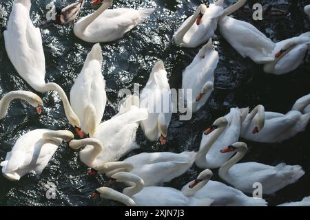 Un'immagine dinamica di un gruppo di cigni in una frenesia da nutrire, nutriti di pane sulle calme acque del lago di Zurigo. Perfetto per la natura, la fauna selvatica e i viaggi Foto Stock