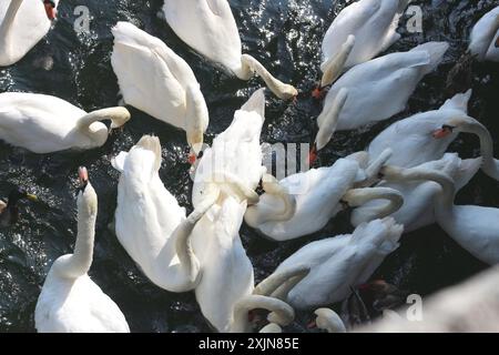 Un'immagine dinamica di un gruppo di cigni in una frenesia da nutrire, nutriti di pane sulle calme acque del lago di Zurigo. Perfetto per la natura, la fauna selvatica e i viaggi Foto Stock