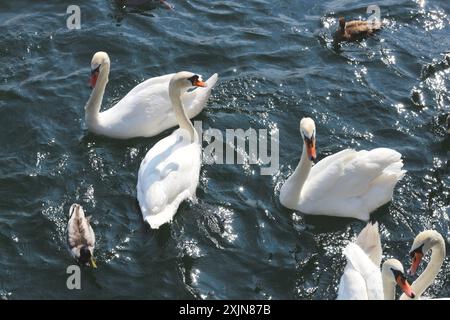 Un'immagine dinamica di un gruppo di cigni e anatre in una frenesia da nutrire, nutriti di pane sulle calme acque del lago di Zurigo. Perfetto per natura, fauna selvatica, AN Foto Stock