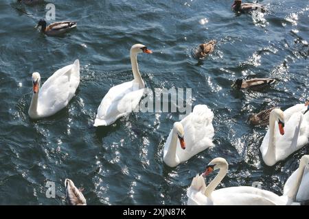 Un'immagine dinamica di un gruppo di cigni e anatre in una frenesia da nutrire, nutriti di pane sulle calme acque del lago di Zurigo. Perfetto per natura, fauna selvatica, AN Foto Stock