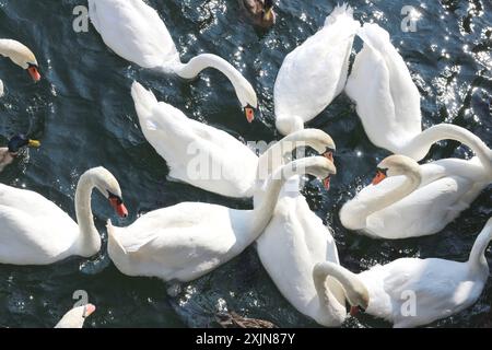 Un'immagine dinamica di un gruppo di cigni e anatre in una frenesia da nutrire, nutriti di pane sulle calme acque del lago di Zurigo. Perfetto per natura, fauna selvatica, AN Foto Stock