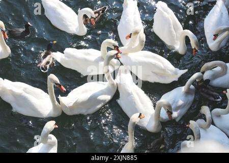 Un'immagine dinamica di un gruppo di cigni e anatre in una frenesia da nutrire, nutriti di pane sulle calme acque del lago di Zurigo. Perfetto per natura, fauna selvatica, AN Foto Stock