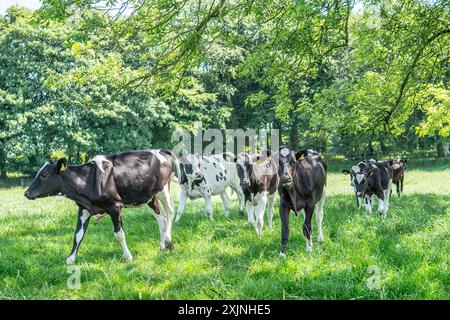 giovenche da latte in un campo estivo Foto Stock