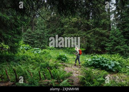 Donna turista con zaino e bastoni da trekking cammina fino alla collina su un sentiero di trekking nella foresta Foto Stock