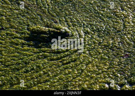 l'ecologia delle alghe fiorisce nel lago Foto Stock