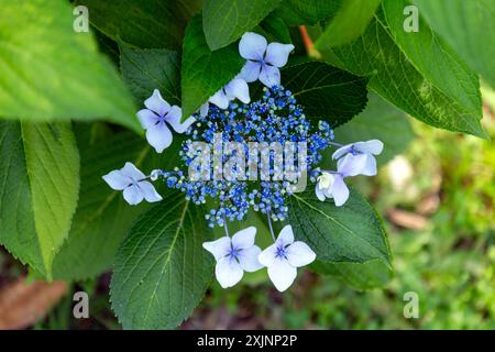 Il Clerodendrum bungei, comunemente noto come bower gloria di rose, fiore di gloria o ortensie messicane, è una specie di pianta in fiore della famiglia delle ortiche letali, L Foto Stock