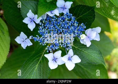 Il Clerodendrum bungei, comunemente noto come bower gloria di rose, fiore di gloria o ortensie messicane, è una specie di pianta in fiore della famiglia delle ortiche letali, L Foto Stock