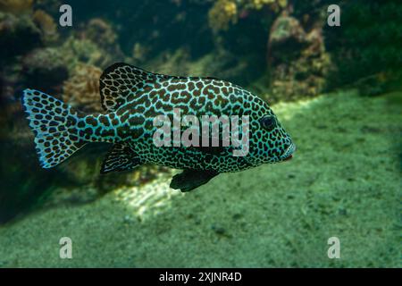 Harlequin sweetlips (Plectorhinchus chaetodonoides) è un pesce marino originario dell'Oceano Pacifico tropicale. Foto Stock