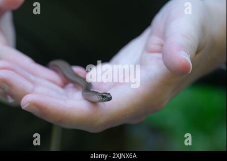 Una lucertola senza gambe, Anguis fragilis, in una foresta in Norvegia dove è stata rilasciata pochi istanti dopo. Foto Stock