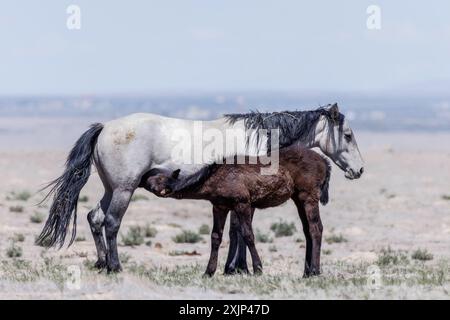 La mandria di cavalli selvaggi del monte Onaqui ha una struttura da lieve a moderata e varia nei colori da sorrel, roan, buckskin, nero, palomino, e grigia. Foto Stock