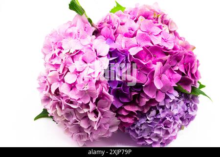 ortensie viola, note anche come fiori di ortensia isolati su sfondo bianco Foto Stock