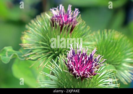 Wildkräuter in der Landschaft die große Klette, auch Butzenklette oder kurz Klette genannt, während der Blütezeit *** Erbe selvatiche nel paesaggio il grande burdock, noto anche come butzenklette o burdock per breve tempo, durante il periodo di fioritura Foto Stock