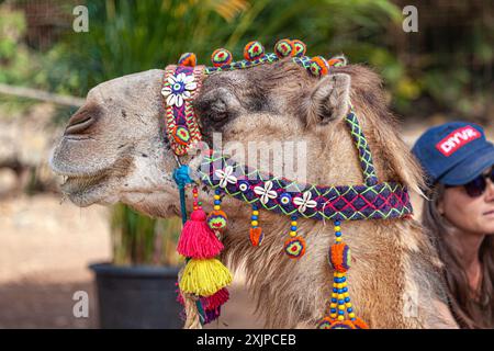 cammelli con una sola gola Foto Stock