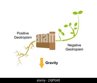 Meccanismo di Geotropismo, illustrazione. Foto Stock