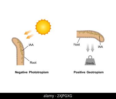 Crescita in una radice vegetale, illustrazione. Foto Stock