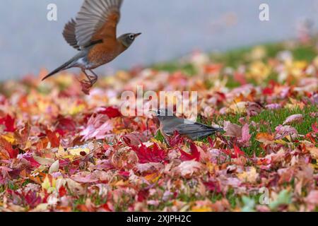 Un paio di uccelli Robin americani che si nutrono in un cortile circondato da foglie cadute colorate in autunno. Foto Stock